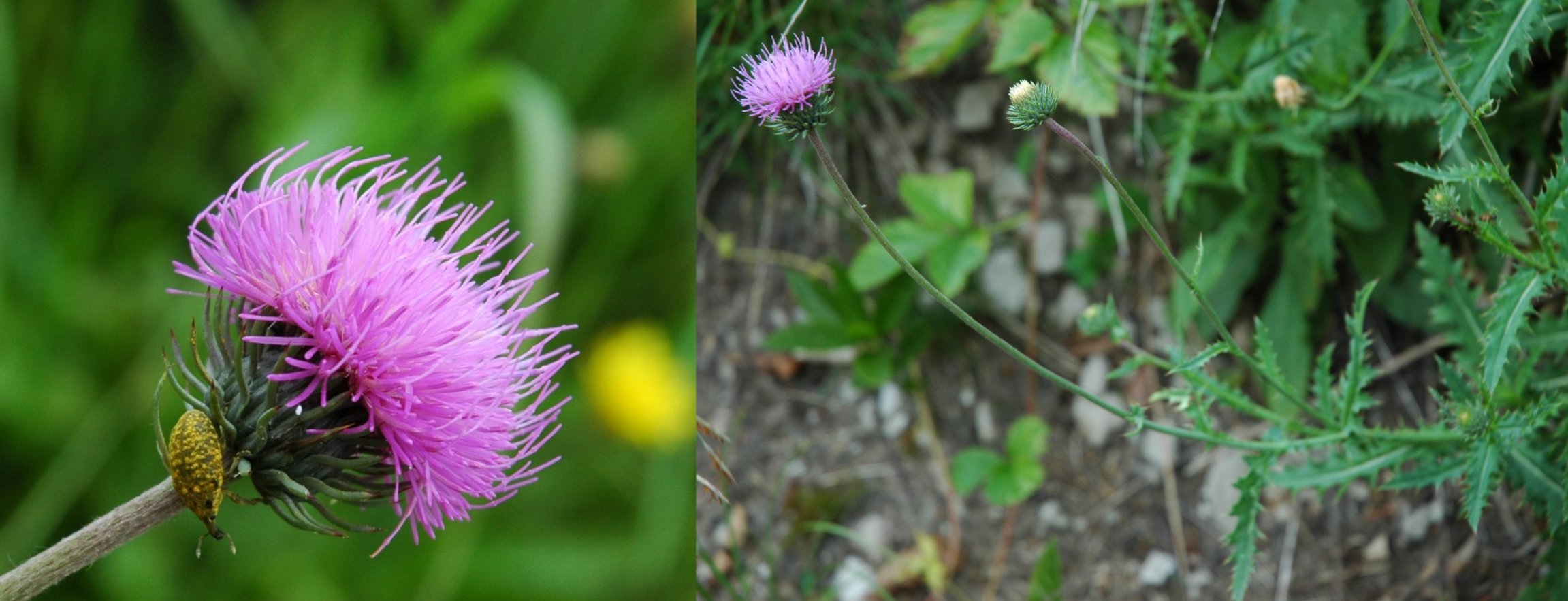 Carduus defloratus s.l.